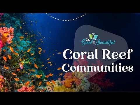 Coral Reef Communities | Marine Biology | The Good and the Beautiful