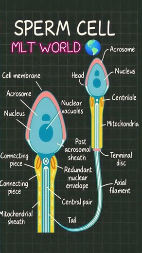 Sperm Cell structure