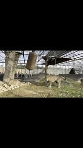 Eddie’s story is a heartbreaking reminder of the dark side of the exotic pet trade. Born in captivity by wildlife traffickers, Eddie was exploited as a photo prop in hotel rooms until he was eventually abandoned at the gates of our sanctuary. 💔Thankfully, Eddie found refuge at Lions Tigers & Bears, where he now receives the love and care he deserves. 🐆💚Exotic animals like Eddie aren’t pets—they’re victims of a harmful industry that puts profit over their welfare. Learn why wild animals belong