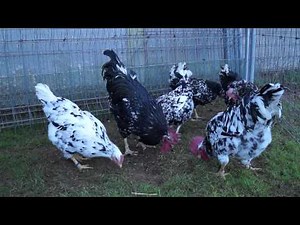 gallinas de raza pita pinta asturiana