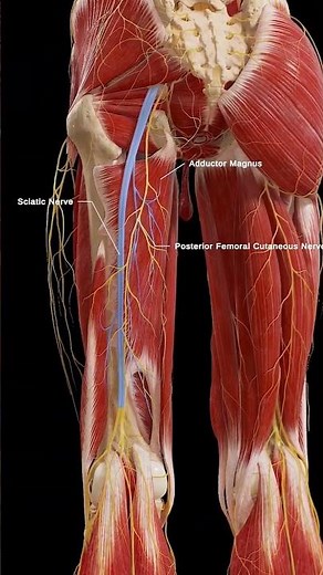 The sciatic nerve anatomy with 3d