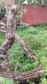 My campus tour