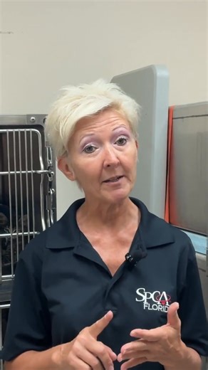 We love our foster heroes 💙Ever been curious about fostering? Tune in to this week's Rounds with Randa to learn more about this paw-some program! | SPCA Florida
