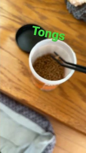 What you need to feed your African dwarf frogs