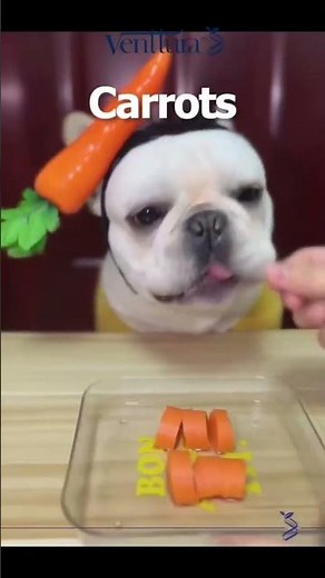 What Foods Can My Dog Eat? 🐶 Healthy & Safe Snacks for Dogs | Venttura Pet Tips