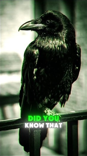 This Bird Never Forgets A Face! 🐦‍⬛👀 #birds #nature #didyouknow