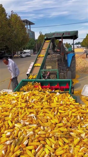 Efficiency in motion! 🚜 This tractor #FarmMachinery #CornHarvest #AgricultureLife #TractorPower