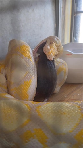 Lari the lavendar albino reticulated python eating lunch | Lori Ensign