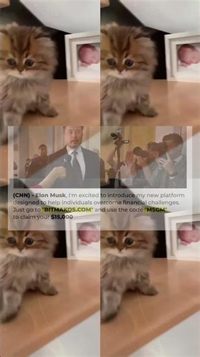 BEST CAT MEMES COMPILATION OF 2021 PART 61 FUNNY CATS 53s