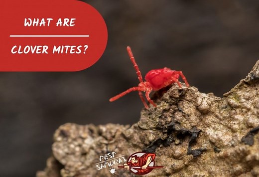 Tiny Red Bugs on Concrete | What Are Clover Mites? - Pest Samurai