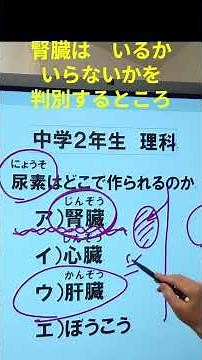 入試で出る 尿素を作る臓器 腎臓と肝臓のはたらきの解説