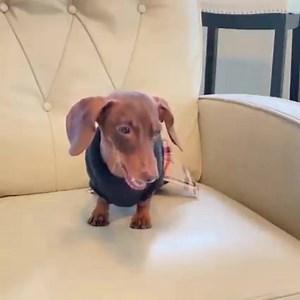 When we say our Pee Pads can hold a lot of pee, we mean A LOT of pee! Don't believe us? Just watch @moonpie.starbox !🐾🐕 Shop here➡️ https://go.alphapaw.com/click?o=6&a=4 Did you know Pee Pads can be super helpful for: ✔️ Potty Training Puppies ✔️Cleaning up incontinence that is common in older dogs ✔️Giving mainly indoor dogs a contained area to potty ✔️Make Marking messes easier to clean | Sausage Dog Central