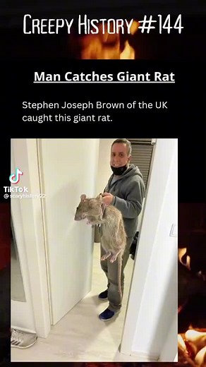 Giant Rat Caught in London - As Big as a Domestic Cat! 😲🐀