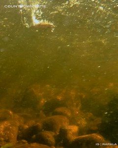 Rapala Countdown Elite: l'attrait légendaire des leurres Rapala en Balsa décliné en deux tailles 75mm et 55mm. Disponibles en 13 coloris inédits, vous trouverez forcement celui qui fera craquer les truites de votre secteur! #rapala #teamrapala #rapalfishing #new2021 | Rapala