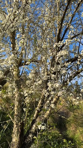 Petals dancing in the breeze, nature’s softest invitation to slow down and just be. | Cedars Mount View