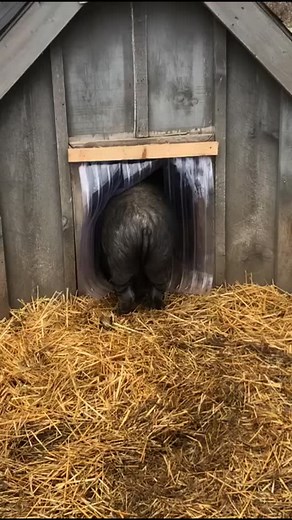 Happy Wednesday from Percy, the king of the wiggle walk. Today’s feature is his perfect little rump heading into his house for his morning nap. Some pigs have style. Percy has swagger. #WackyWednesday #PercyPig #SanctuarySweethearts #PiggyPersonality #RalphysRetreat #nicebumchum | Ralphy's Retreat Animal Sanctuary