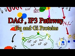 G protein Coupled Receptors║Gs Gq and Gs mediated Signaling Pathway║ By Dr. Rizwan.