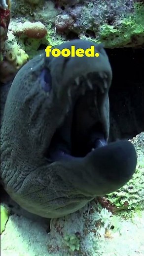 Snowflake Moray – The Ocean’s Hidden Predator 🐍🐠 #reeflife #morayeel