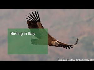 Birding in Italy