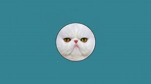 Cats vs. Cucumbers | Know Your Meme