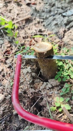 Mini Saw Tree Lesson