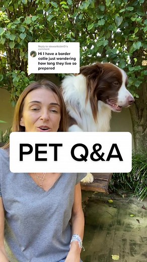 Border Collie Lifespan and Aging: Expert Pet Tips