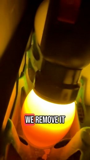 Here are some great beginner tips on how to start successfully incubating your own chicks. During the first seven days of chicken egg incubation, it's important to keep the temperature steady at around 99.5°F (37.5°C) and the humidity around 50-55%. Turn the eggs at least 3 times a day to keep the embryo from sticking to the shell-some incubators do this automatically. By day 7, you can "candle" the eggs with a flashlight in a dark room to check for signs of development like veins or a small dar