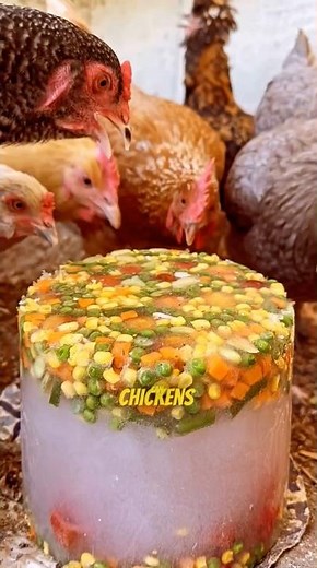Farmers Are Feeding Their Chickens Frozen Fruit in Summer 🐔🍉