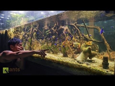 My Ecosystem Lagoon Vivarium: Invasion of the Anemone | S8: E5
