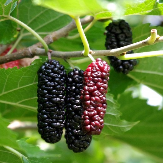 Six (6) Berries That Grow On Trees That Look Like Blackberries (Pictures) - Justagric