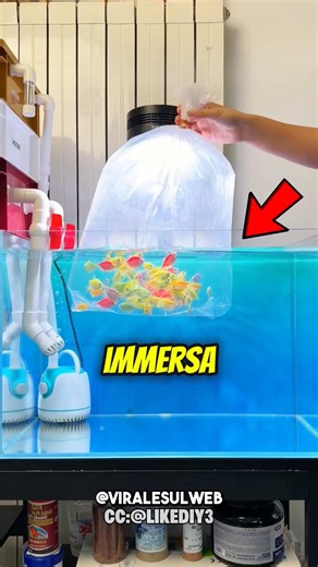 HOW TO INSERT NEW FISH INTO YOUR AQUARIUM😲 #shorts