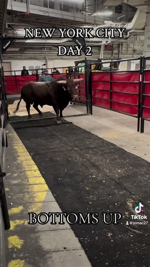 131K views · 5.8K reactions | NYC Day 2 Lineup! | K Bar C Bucking Bulls | Facebook