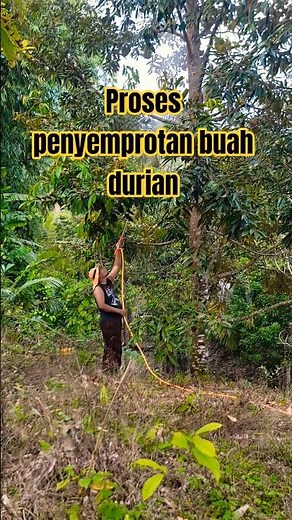 SPREI DENGAN STIK BARU PANJANG 90CM JOSS #durian #durianmusangking