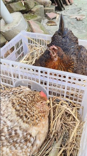 Get PERFECT Egg Hatches Every Time with These Tips 🐥🐥