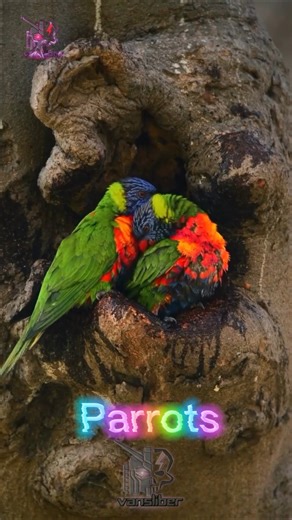 Why Parrots Can Mimic Human Speech (Parrot) #strangerthings5