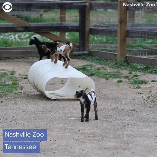 2.9K views · 93 reactions | KIDS BEING KIDS: Four baby Nigerian dwarf goats were seen jumping around at the Nashville Zoo in Tennessee recently. The zoo said the first two males were born on March 23, and the second pair on March 27, bringing the total to 21 dwarf goats in their care. Nigerian dwarf goats can weigh up to 75 pounds and are known to have a calm temperament, according to the zoo. | CBS Newspath | Facebook