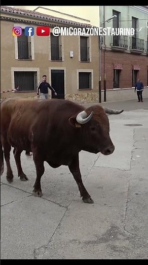 The first bull leaves the Fuentelapeña pen