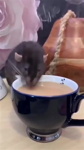 25K views · 1K reactions | Mondays start with sharing tea at my desk! And yes I drink from it after. It’s called sharing, ok?! 癩 懶 癩 ..[@garyandbobbob](https://www.instagram.com/garyandbobbob/) | Rat Unity | Facebook