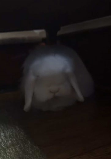 My ghost doll #bunny #hollandlop #petsoftiktok #petrabbit #petbunny