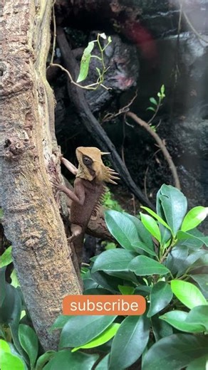 Horn head Lizard at Chester Zoo