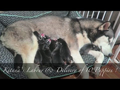 KITANA'S AMAZING LABOR & DELIVERY OF 10 PUPPIES | SIBERIAN HUSKY BIRTH VLOG!