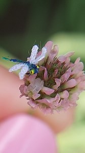 6.9K views · 22 reactions | Dragonfly and its flower. Micro crochet dragonfly was adopted and I decided to make a flower for it. That is how it will be shipped and safely kept. Goodbye, my tiny beautiful one of a kind. #lovemyart #dragonfly #microcrochet #microart #luciadolgopolova #luciaknit #microcrochetart #nanocrochet | LuciaKnit Creative Ideas | Facebook