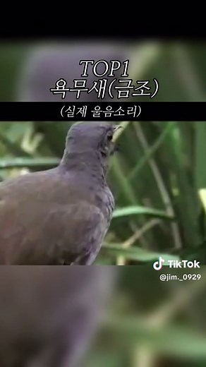 소름돋는 새들의 울음소리 베스트 2
