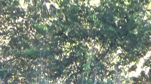 52K views · 506 reactions | 190 class typical #hunting #deer | Cedar Ridge Whitetails | Facebook