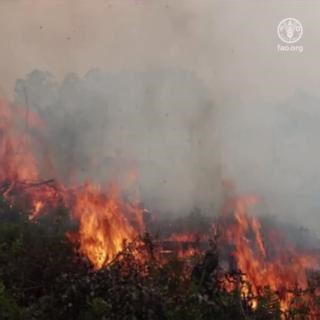 14K views · 181 reactions | Food and Agriculture Organization of the United Nations (FAO) supports countries in advancing sustainable peatland management through:  Knowledge sharing and capacity development  Policies and governance  Technical support Read more here: https://fao.org/redd/areas-of-work/peatlands/en/ #WorldPeatlandsDay | Food and Agriculture Organization of the United Nations (FAO) | Facebook