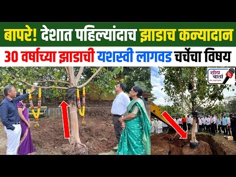 बापरे! 30 वर्षाच्या झाडाच देशात पहिल्यांदा कन्यादान | grown tree | biggest tree transplantation |