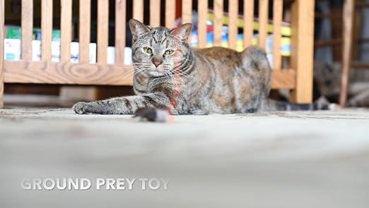 Interacting with your cat