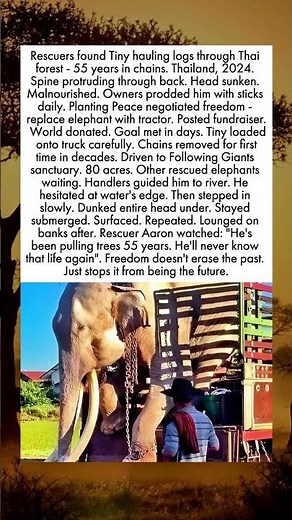 Elephant Freed After 55 Years Pulling Logs In Chains
