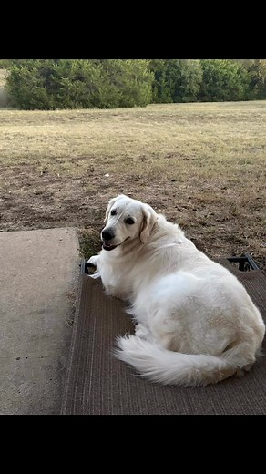 These poor poor pups live such a rough life! Show some love For his royal highness, Prince George and his better half Prince Mira | Tim Nelson Prefume