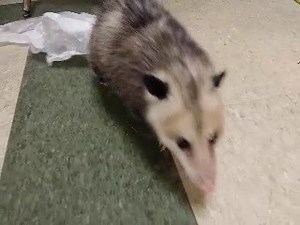 Not an unfortunate bathroom incident, but instead, Orville the opossum carrying tissue paper around with his tail. This adorable marsupial cruised around our Education room, looking for a cozy place to make a bed. Video: Zoo Educator Alicia | ZooAmerica